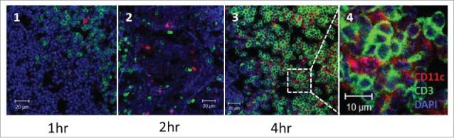 https://cdn.ncbi.nlm.nih.gov/pmc/blobs/0d61/4801456/2a1105c98019/koni-05-02-1081328-g006.jpg