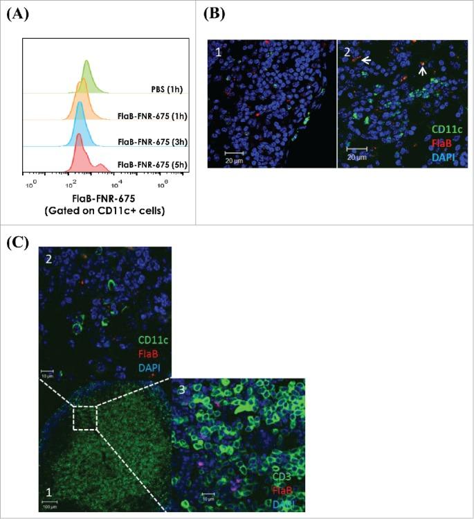 https://cdn.ncbi.nlm.nih.gov/pmc/blobs/0d61/4801456/2bd082fb2391/koni-05-02-1081328-g005.jpg