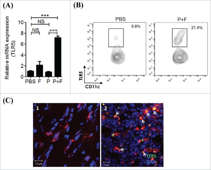 https://cdn.ncbi.nlm.nih.gov/pmc/blobs/0d61/4801456/67dff7d929f7/koni-05-02-1081328-g007.jpg