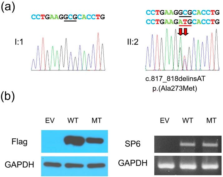 https://cdn.ncbi.nlm.nih.gov/pmc/blobs/0d61/7996877/80aa91ff3c24/genes-12-00346-g003.jpg