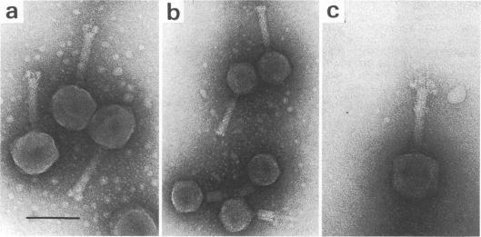 https://cdn.ncbi.nlm.nih.gov/pmc/blobs/0d62/242033/cdbe28213ea9/aem00177-0222-a.jpg