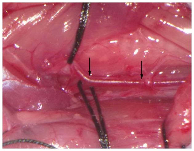 https://cdn.ncbi.nlm.nih.gov/pmc/blobs/0d63/4678154/1dd33a78792b/IJMM-36-06-1563-g01.jpg