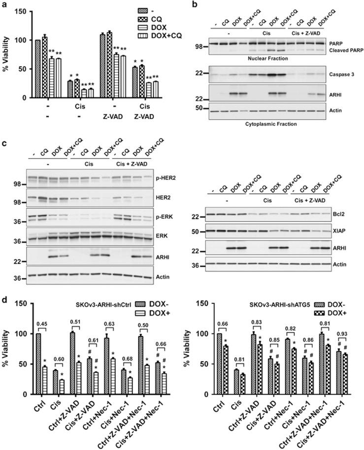 https://cdn.ncbi.nlm.nih.gov/pmc/blobs/0d68/4558501/56cdeb92070a/cddis2015208f6.jpg