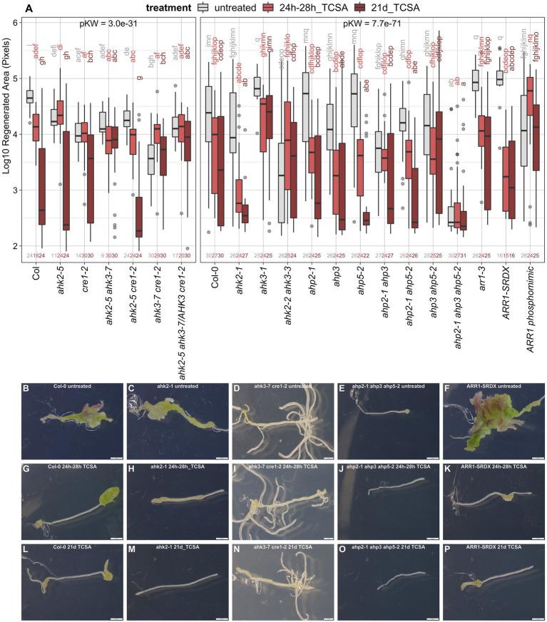 https://cdn.ncbi.nlm.nih.gov/pmc/blobs/0d68/9847488/e187a00fb718/fpls-13-894208-g003.jpg