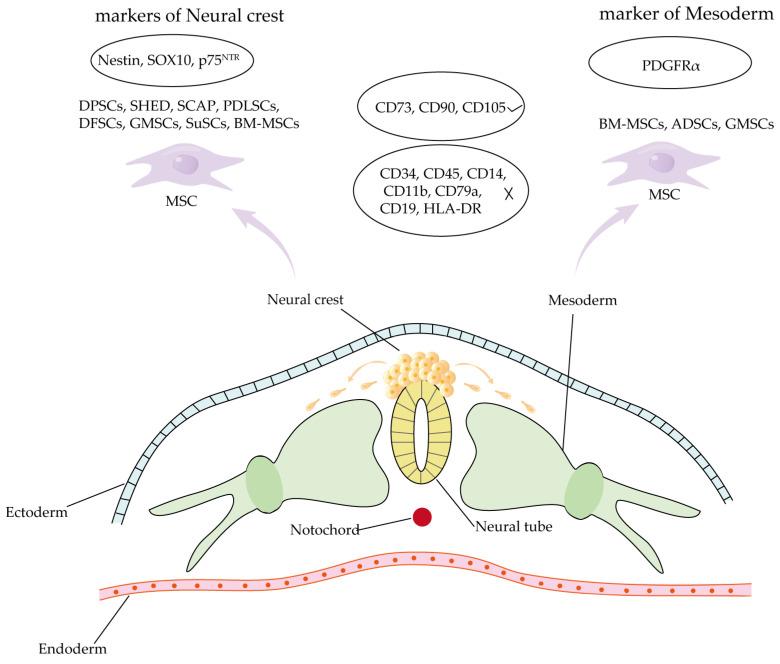 https://cdn.ncbi.nlm.nih.gov/pmc/blobs/0d6d/12292143/0bc89794992f/biomolecules-15-00953-g002.jpg
