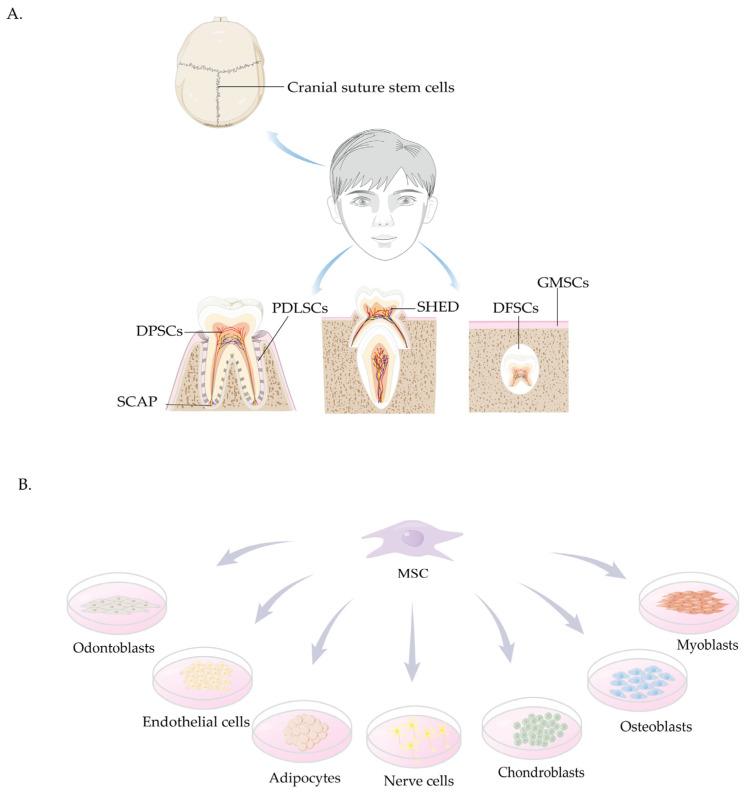 https://cdn.ncbi.nlm.nih.gov/pmc/blobs/0d6d/12292143/4a7fac14b5c0/biomolecules-15-00953-g001.jpg