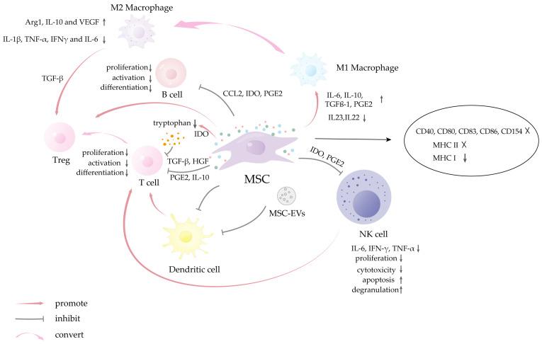 https://cdn.ncbi.nlm.nih.gov/pmc/blobs/0d6d/12292143/977ed2258bc2/biomolecules-15-00953-g004.jpg