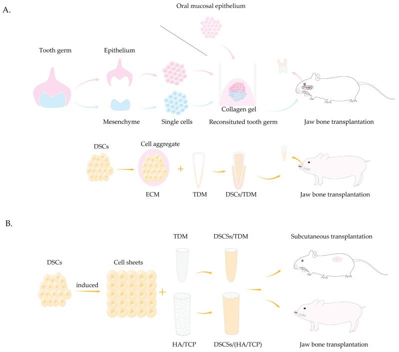 https://cdn.ncbi.nlm.nih.gov/pmc/blobs/0d6d/12292143/9b8219b2f749/biomolecules-15-00953-g003.jpg