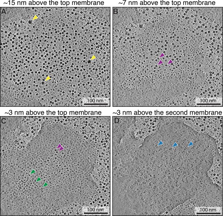 https://cdn.ncbi.nlm.nih.gov/pmc/blobs/0d6d/12425480/25fcd3ba8885/elife-105496-fig3-figsupp1.jpg