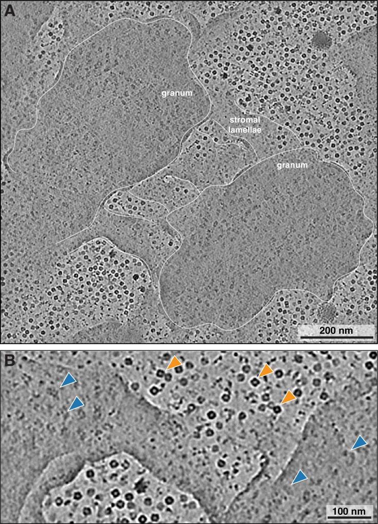 https://cdn.ncbi.nlm.nih.gov/pmc/blobs/0d6d/12425480/7cdab4ba509f/elife-105496-fig3.jpg