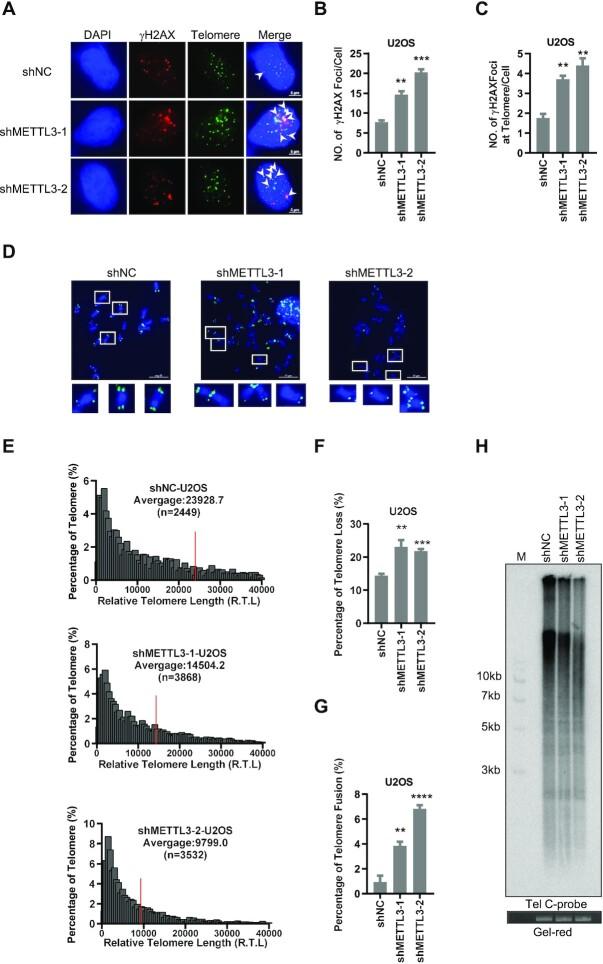 https://cdn.ncbi.nlm.nih.gov/pmc/blobs/0d6d/9723618/c9960f6410c7/gkac1027fig5.jpg