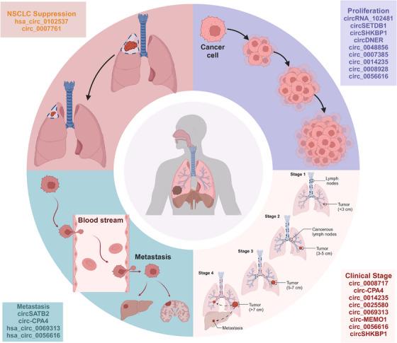 https://cdn.ncbi.nlm.nih.gov/pmc/blobs/0d6e/11374765/5c1c75181405/MCO2-5-e699-g009.jpg