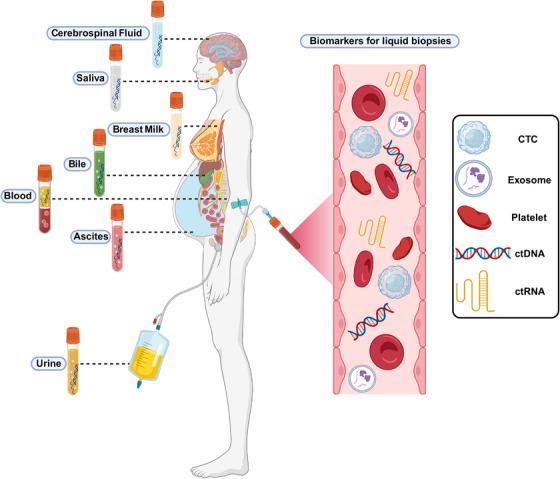 https://cdn.ncbi.nlm.nih.gov/pmc/blobs/0d6e/11374765/909713efe440/MCO2-5-e699-g005.jpg