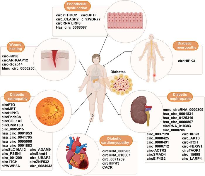 https://cdn.ncbi.nlm.nih.gov/pmc/blobs/0d6e/11374765/e86c25ed7e6e/MCO2-5-e699-g010.jpg
