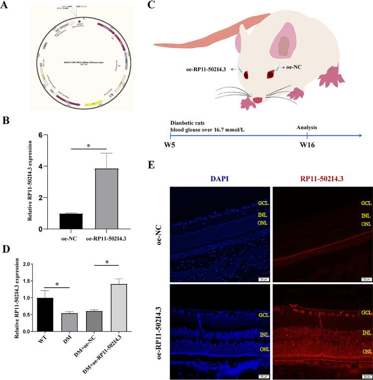 https://cdn.ncbi.nlm.nih.gov/pmc/blobs/0d74/12077687/1e97d32415b2/pone.0312791.g004.jpg