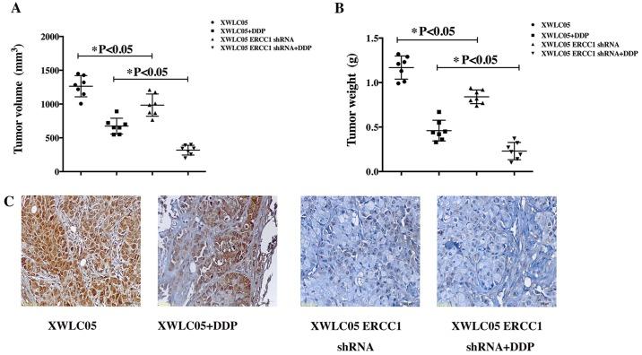 https://cdn.ncbi.nlm.nih.gov/pmc/blobs/0d76/5367362/475d9610e612/OR-37-04-1989-g02.jpg