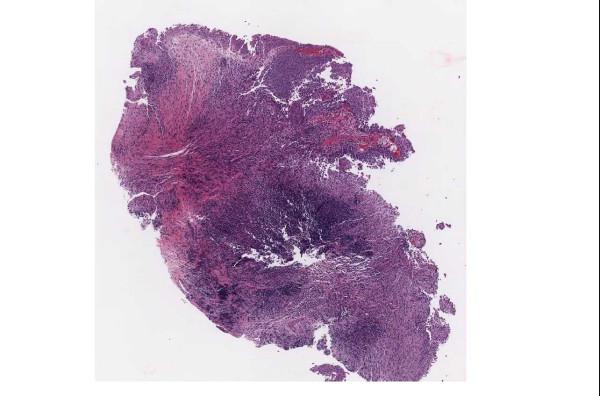 https://cdn.ncbi.nlm.nih.gov/pmc/blobs/0d77/1525169/7e2cfc4bb90b/1472-6890-6-4-8.jpg