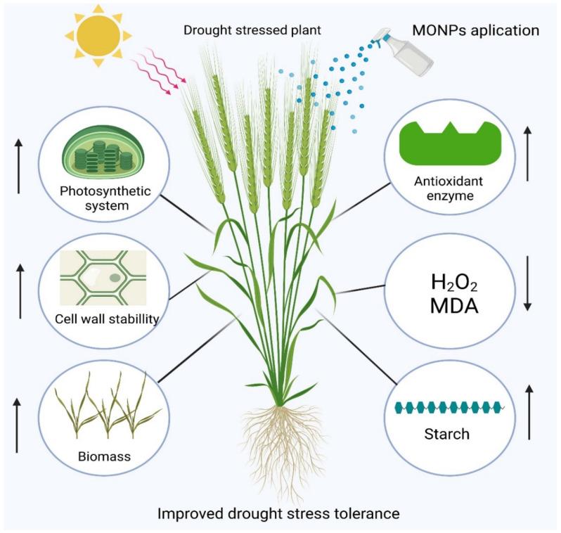 https://cdn.ncbi.nlm.nih.gov/pmc/blobs/0d7a/8399390/b6943a62bd54/plants-10-01730-g002.jpg