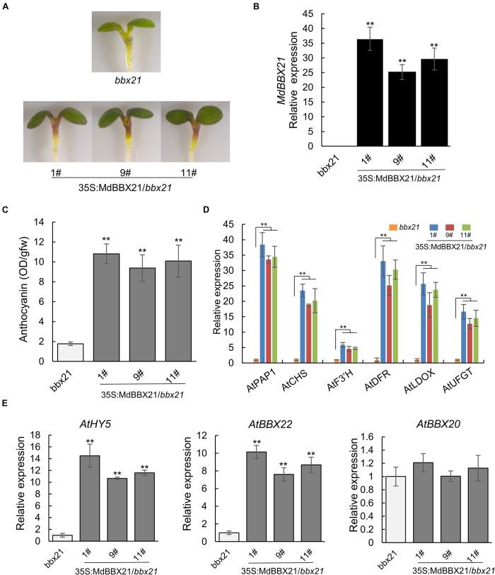 https://cdn.ncbi.nlm.nih.gov/pmc/blobs/0d7b/8633397/cea71f8ebc86/fpls-12-774446-g005.jpg