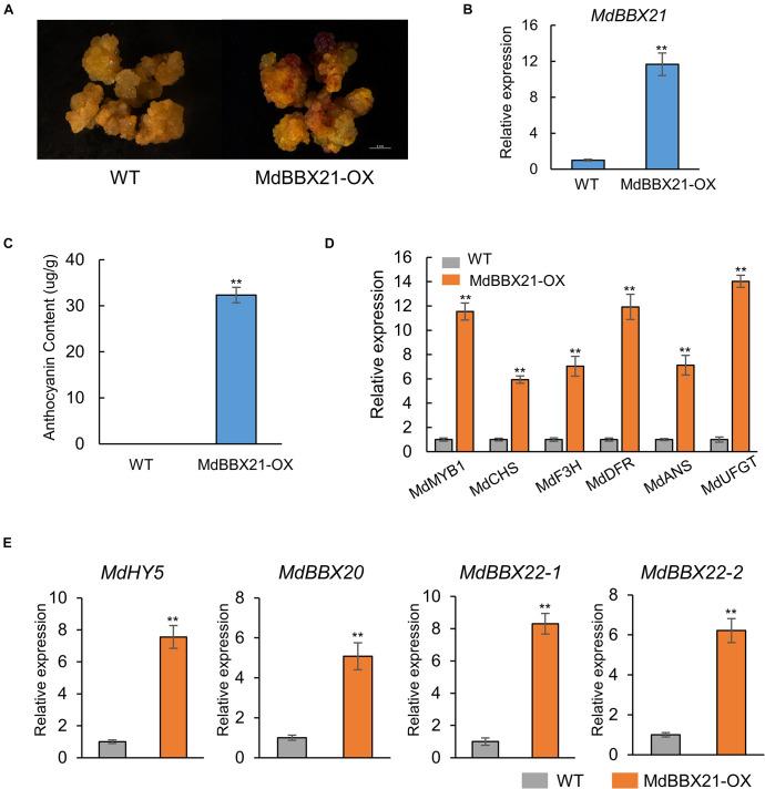 https://cdn.ncbi.nlm.nih.gov/pmc/blobs/0d7b/8633397/e31420264014/fpls-12-774446-g006.jpg
