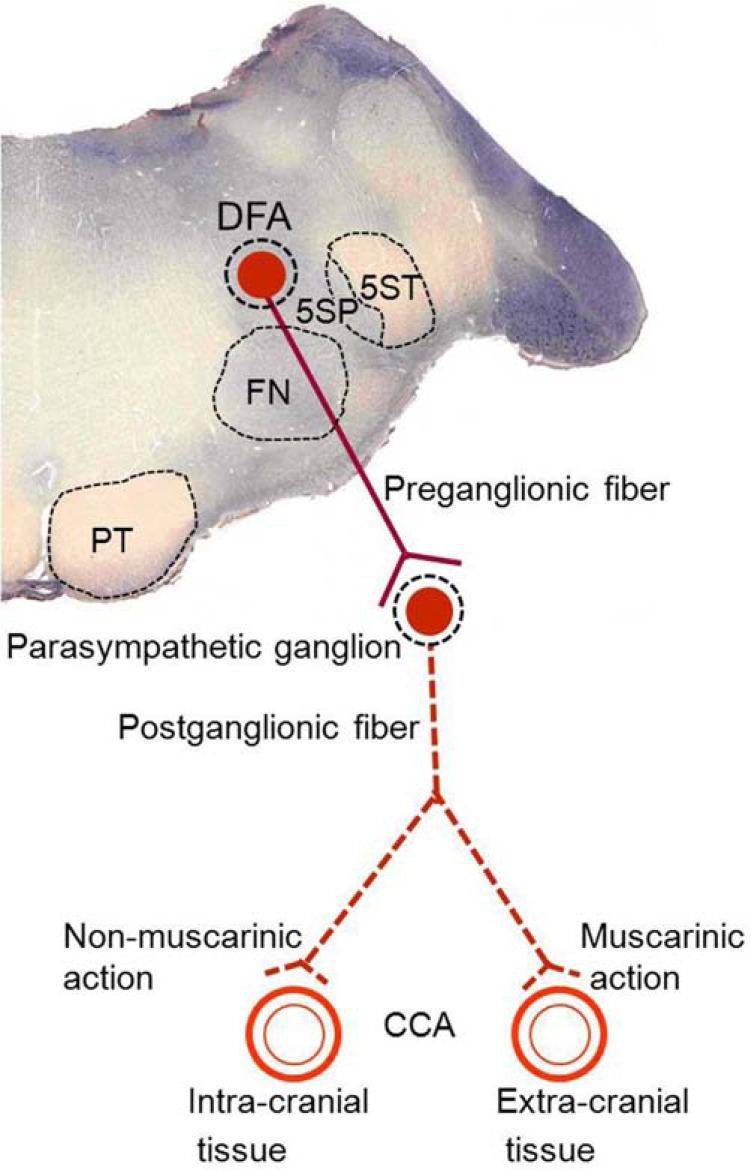 https://cdn.ncbi.nlm.nih.gov/pmc/blobs/0d7d/3763759/eb3b5ce88ed9/CN-11-513_F1.jpg