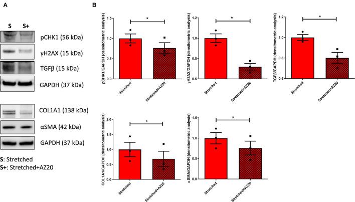 https://cdn.ncbi.nlm.nih.gov/pmc/blobs/0d7d/9259931/54887f2a49bd/fcvm-09-878268-g0005.jpg