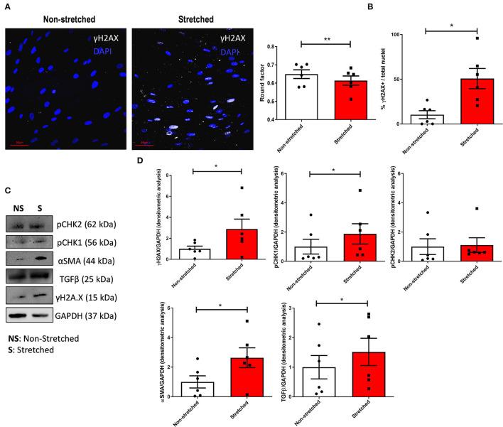 https://cdn.ncbi.nlm.nih.gov/pmc/blobs/0d7d/9259931/ea1e466af51b/fcvm-09-878268-g0003.jpg