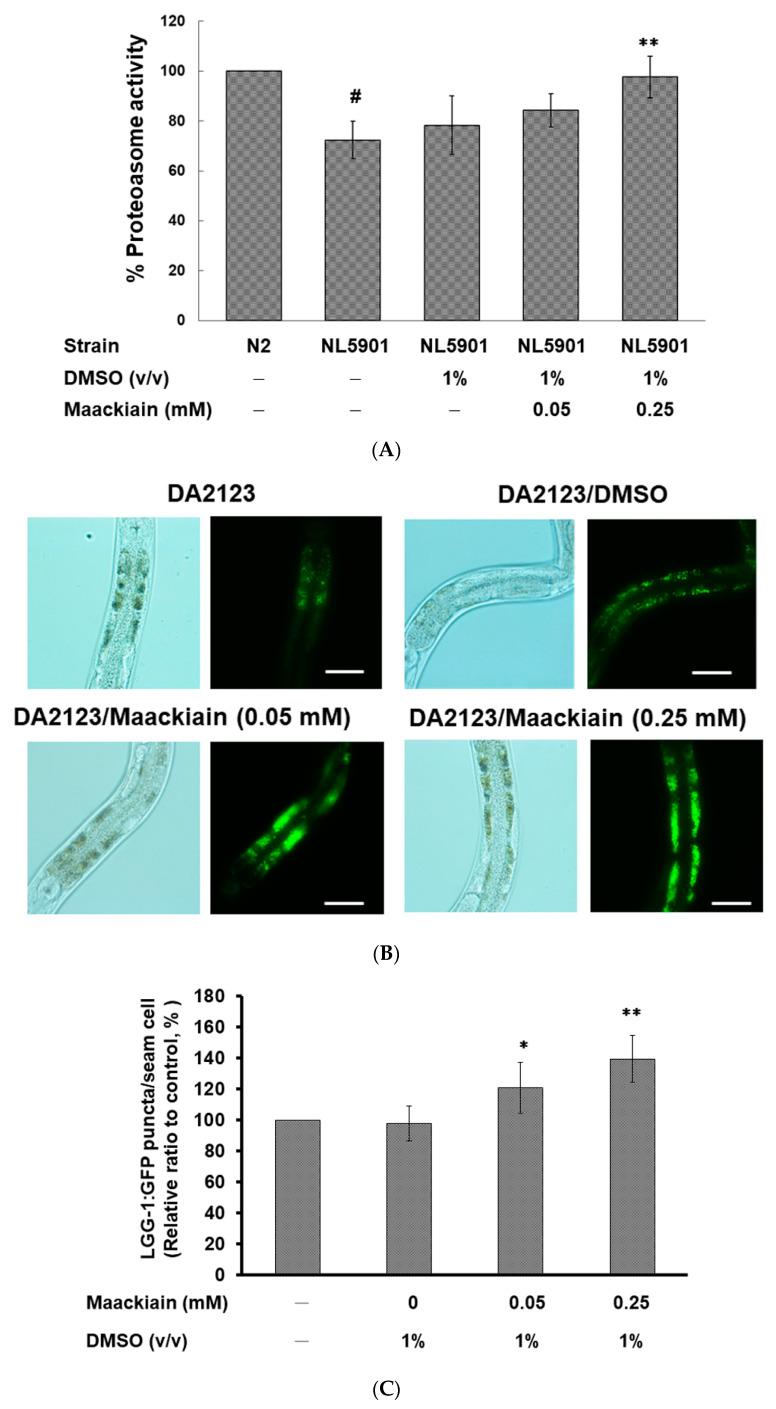 https://cdn.ncbi.nlm.nih.gov/pmc/blobs/0d7e/7352553/0c0fa369d8d1/ijms-21-04455-g006a.jpg