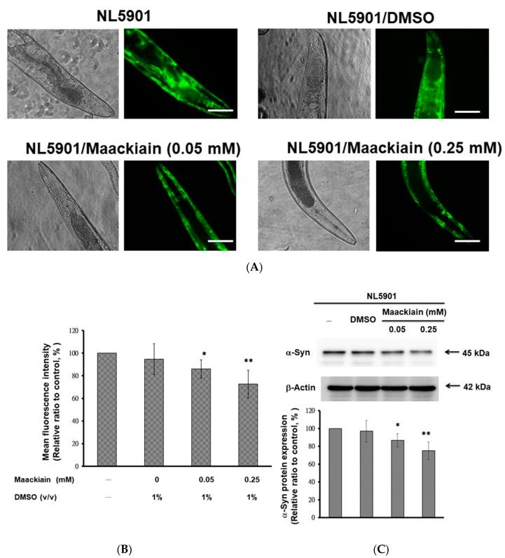 https://cdn.ncbi.nlm.nih.gov/pmc/blobs/0d7e/7352553/3daeec33ba45/ijms-21-04455-g004.jpg