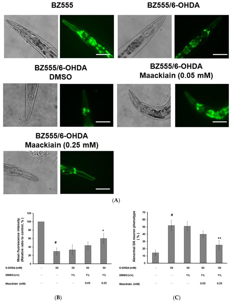 https://cdn.ncbi.nlm.nih.gov/pmc/blobs/0d7e/7352553/c5cb30ef3392/ijms-21-04455-g003a.jpg