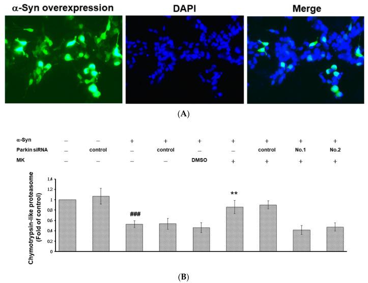 https://cdn.ncbi.nlm.nih.gov/pmc/blobs/0d7e/7352553/eb0dccc64104/ijms-21-04455-g010a.jpg