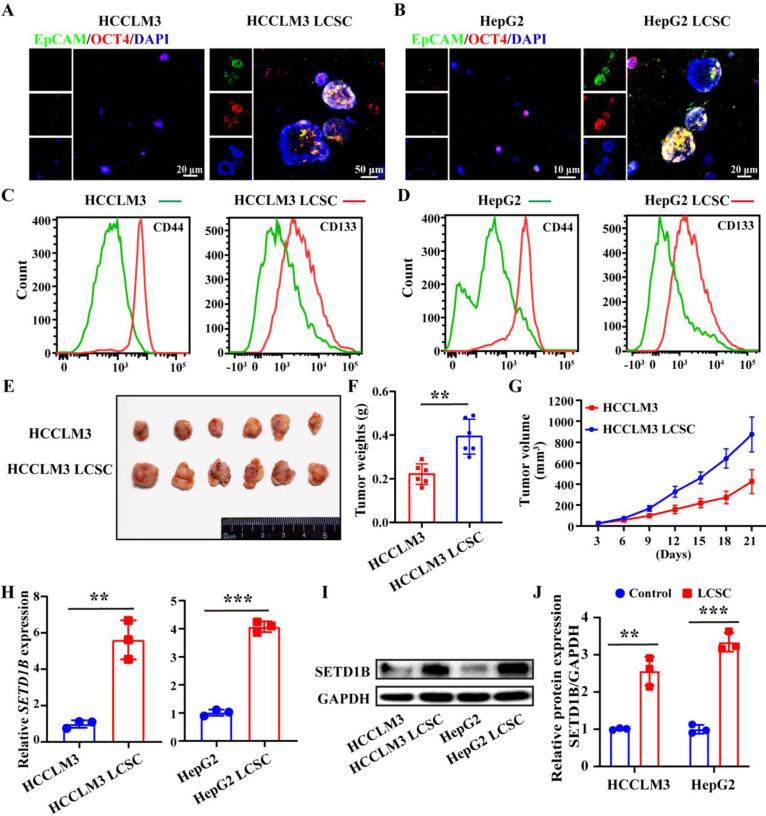 https://cdn.ncbi.nlm.nih.gov/pmc/blobs/0d82/12374818/0ab4e685778d/ijbsv21p4798g002.jpg