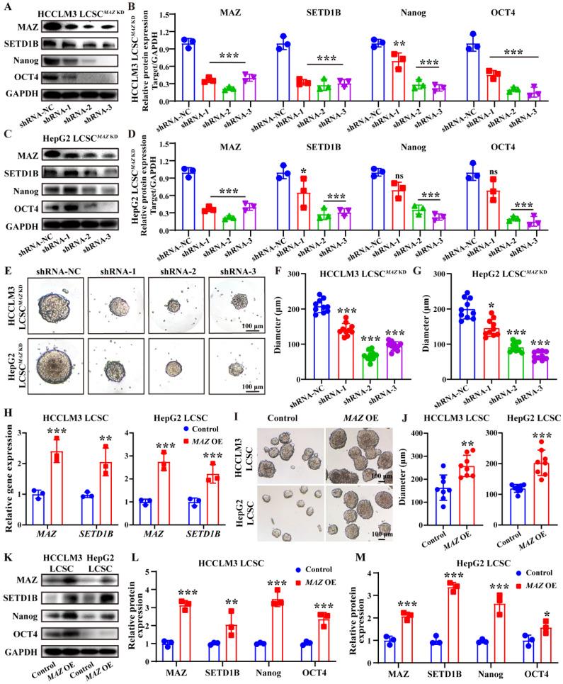 https://cdn.ncbi.nlm.nih.gov/pmc/blobs/0d82/12374818/3fc0b97a01b3/ijbsv21p4798g006.jpg