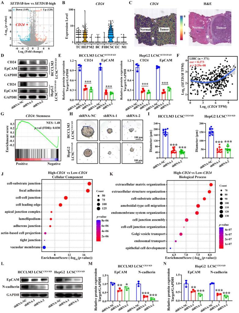 https://cdn.ncbi.nlm.nih.gov/pmc/blobs/0d82/12374818/6e2abb2495c4/ijbsv21p4798g004.jpg