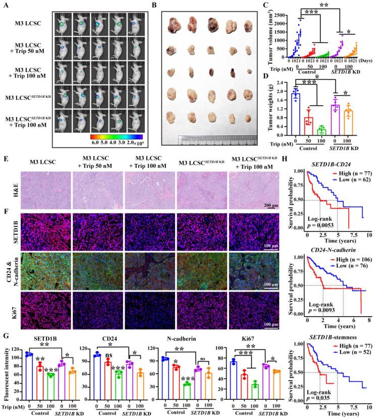 https://cdn.ncbi.nlm.nih.gov/pmc/blobs/0d82/12374818/af9e20b36332/ijbsv21p4798g008.jpg