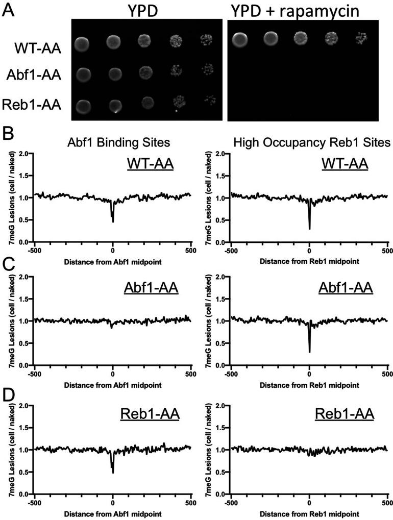 https://cdn.ncbi.nlm.nih.gov/pmc/blobs/0d85/8970589/35dcf59f6413/elife-73943-fig3-figsupp1.jpg