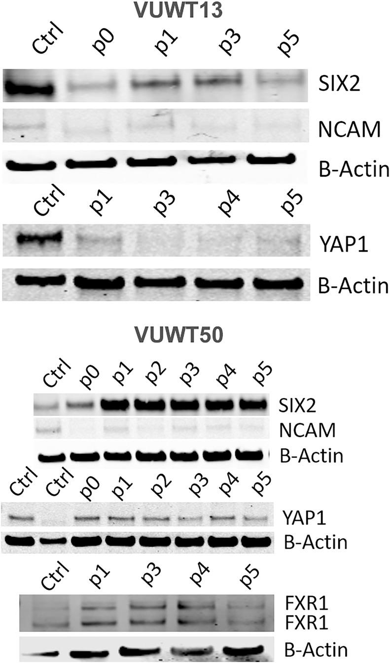 https://cdn.ncbi.nlm.nih.gov/pmc/blobs/0d8b/10061139/fe538c8efcca/fonc-13-1091274-g005.jpg