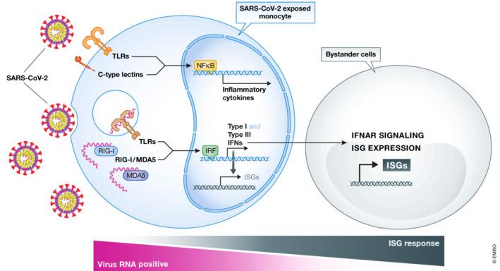 https://cdn.ncbi.nlm.nih.gov/pmc/blobs/0d91/9465819/a193cc7872a4/MSB-18-e11256-g001.jpg