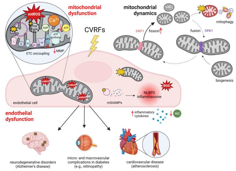 https://cdn.ncbi.nlm.nih.gov/pmc/blobs/0d93/10886154/3016ce6d1958/biology-13-00070-g003.jpg