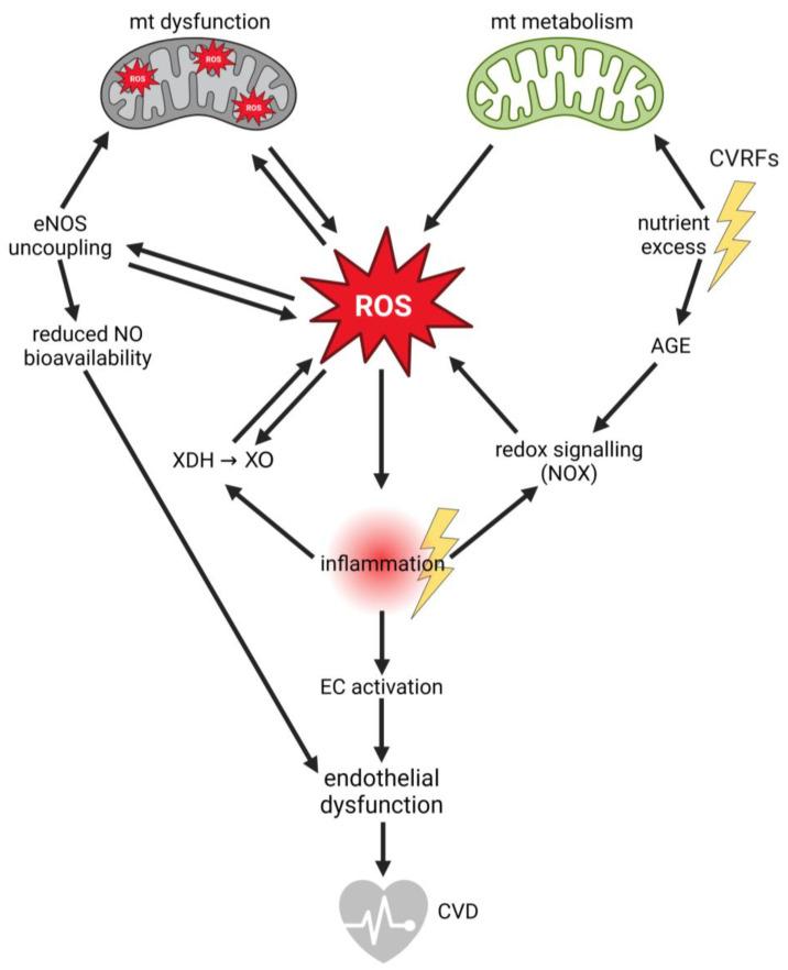https://cdn.ncbi.nlm.nih.gov/pmc/blobs/0d93/10886154/54b000327acc/biology-13-00070-g001.jpg