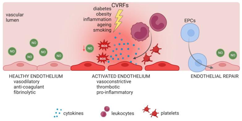 https://cdn.ncbi.nlm.nih.gov/pmc/blobs/0d93/10886154/d572694ea1ca/biology-13-00070-g002.jpg