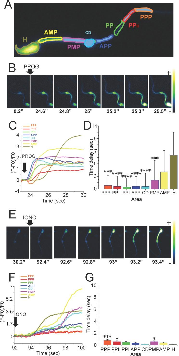 https://cdn.ncbi.nlm.nih.gov/pmc/blobs/0d94/4829090/5833c4436155/i0006-3363-94-3-63-f04.jpg