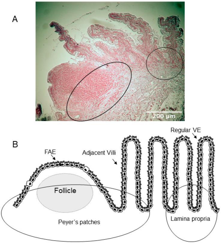 https://cdn.ncbi.nlm.nih.gov/pmc/blobs/0d94/8833935/dd46baacc124/cells-11-00335-g001.jpg