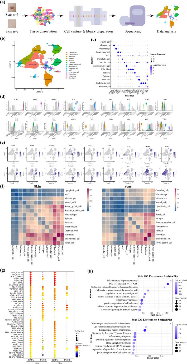 https://cdn.ncbi.nlm.nih.gov/pmc/blobs/0d95/10905555/7a91bb3d7b66/BTM2-9-e10630-g004.jpg