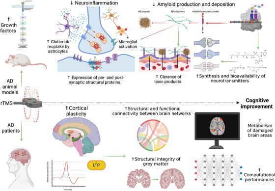 https://cdn.ncbi.nlm.nih.gov/pmc/blobs/0d95/12175030/79c99d206acc/ALZ-21-e70337-g001.jpg