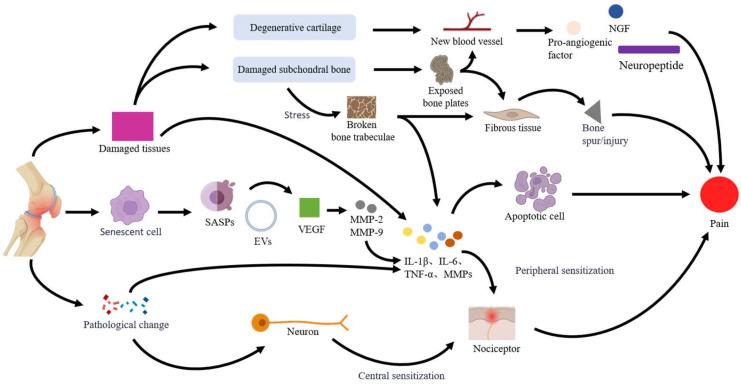 https://cdn.ncbi.nlm.nih.gov/pmc/blobs/0d98/11942494/4887dae00b00/ijms-26-02391-g001.jpg