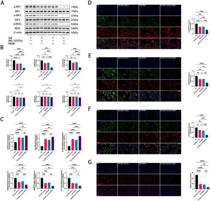 https://cdn.ncbi.nlm.nih.gov/pmc/blobs/0d9b/12077385/fe9501c1718b/FSB2-39-e70652-g003.jpg