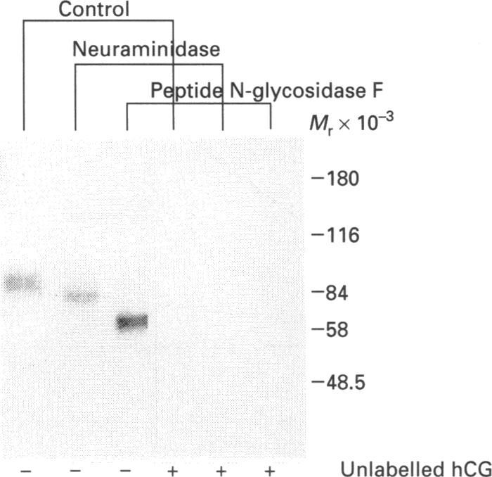 https://cdn.ncbi.nlm.nih.gov/pmc/blobs/0d9c/1134190/8d1cc643f556/biochemj00109-0221-a.jpg