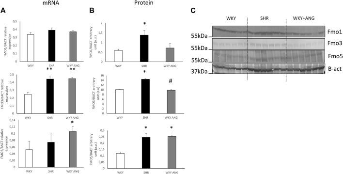 https://cdn.ncbi.nlm.nih.gov/pmc/blobs/0da0/11046708/28f636458dd5/fphys-15-1340166-g002.jpg