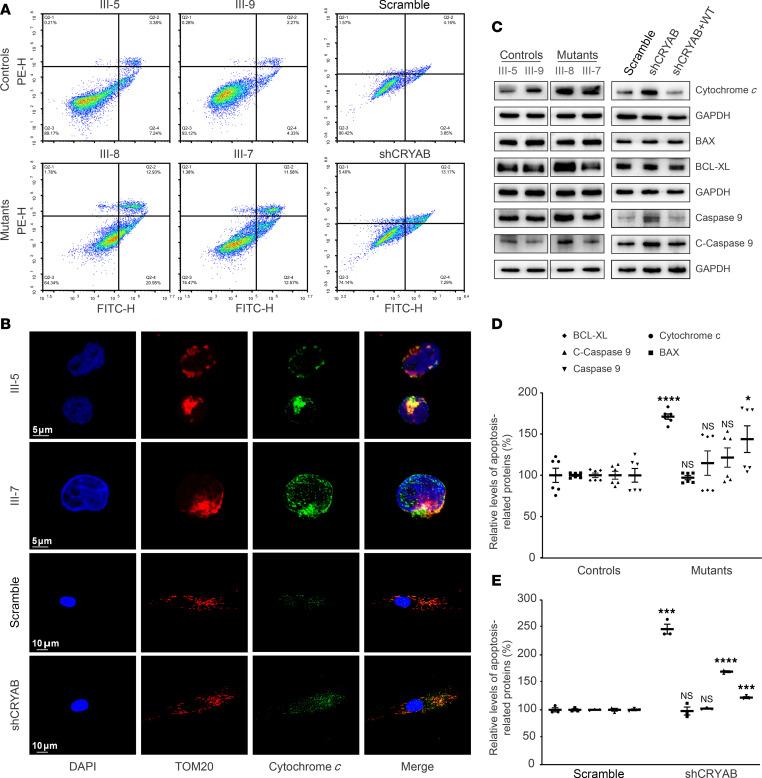 https://cdn.ncbi.nlm.nih.gov/pmc/blobs/0da3/11721302/0a59b7893b16/jciinsight-10-182209-g276.jpg